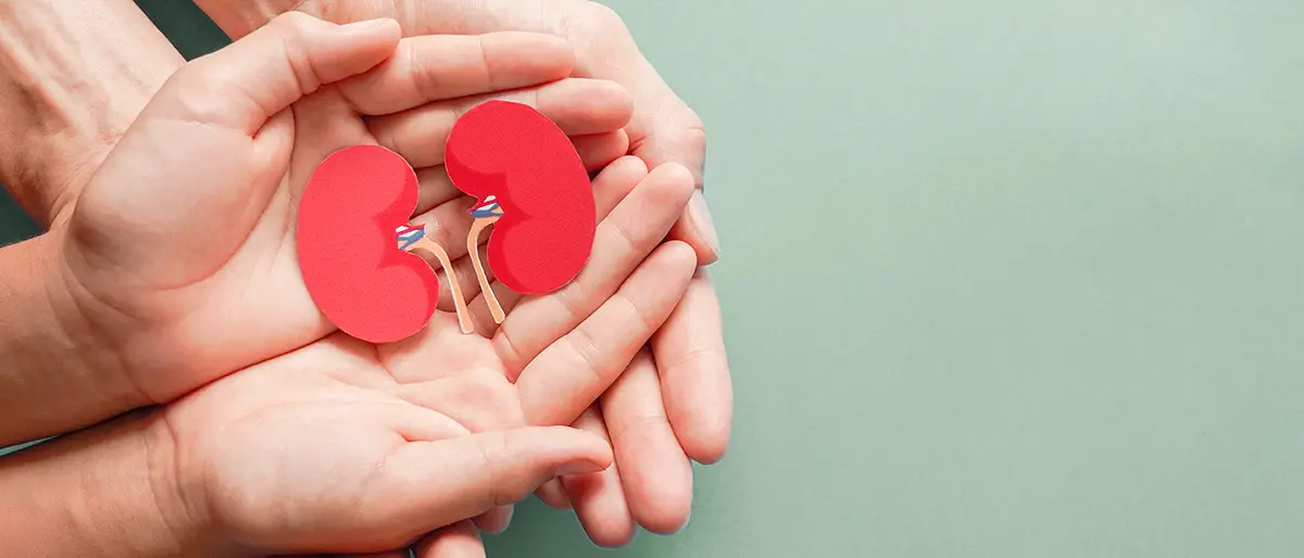 Hands holding a red kidney symbol representing renal care health monitoring